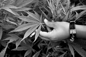 Рекламный ролик в поддержку легализации марихуаны