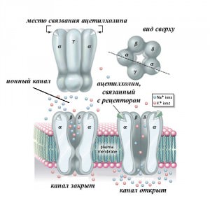 Никотиновые ацетилхолиновые рецепторы