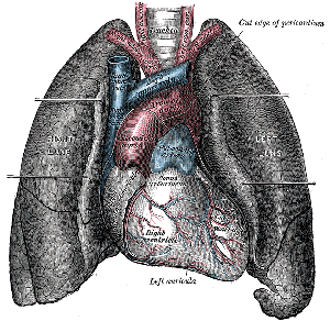 Болезни органов дыхания