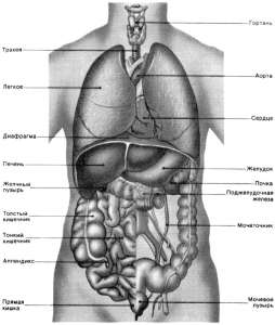 Курение: влияние на ведущие системы нашего организма