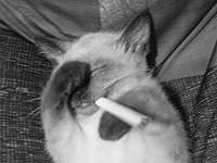 Коты страдают от курящих хозяев